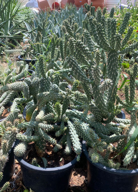 Austrocylindropuntia Subulata (Eve&#8217;s Needle Cactus)