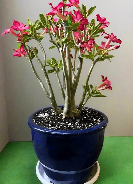 Adenium obesum Or Desert Rose in Rolled Rim Pot (58x43) وردة الصحراء XL