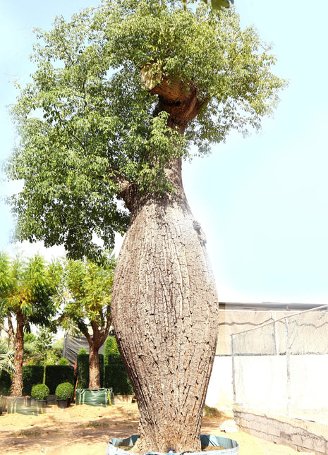 Chorisia Tree (Ceiba speciosa)