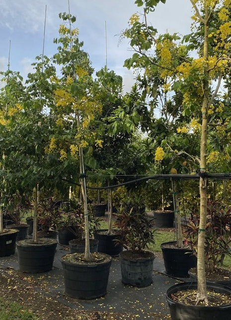 Cassia Fistula &#8220;Golden Shower Tree&#8221; 2.0 &#8211; 2.5m