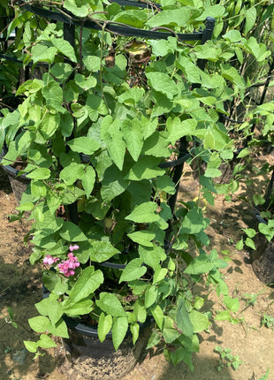 Antigonon Leptopus or Coral vine &#8220;Mexican creeper&#8221; 80 &#8211; 100cm