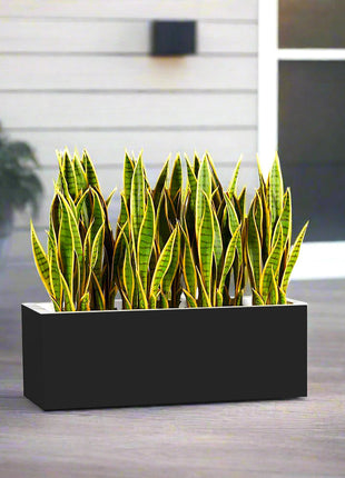 Snake Plants In Fiber Glass GRP Pot (70x30x30)