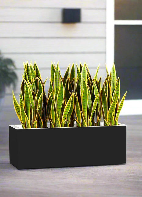 Snake Plants In Fiber Glass GRP Pot (70x30x30)