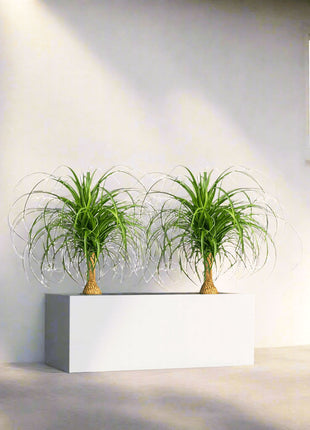 Ponytail Palm Indoor Pair in Rectangular Fiber Glass Planter (GRP) (60x30x30cm)