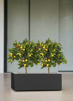 Citrus Mitis (Chinese Orange) Trees Duo in Rectangular GRP Planter  – (100x30x30cm)