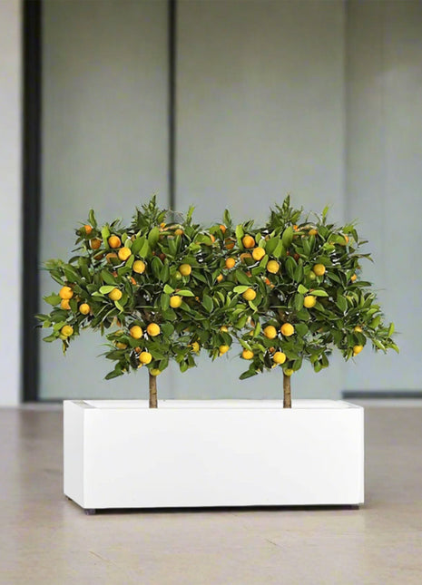 Citrus Mitis (Chinese Orange) Trees Duo in Rectangular GRP Planter  – (100x30x30cm)