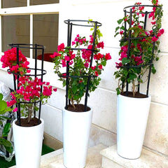3Pcs Bougainvillea Spectabilis Bundle 80 &#8211; 100cm &#8220;Dark Pink&#8221;  in Ceramic Pot