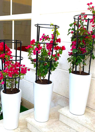 3Pcs Bougainvillea Spectabilis Bundle 80 &#8211; 100cm &#8220;Dark Pink&#8221;  in Ceramic Pot