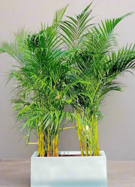 Areca Palms Outdoor In Fiber Glass Pot (GRP)(70x30x30)