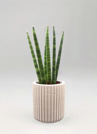 Sansevieria Desertii &#8220;Sansevieria Cylindrica Skyline