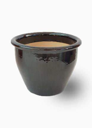 Citrus Lemon Spain شجرة ليمون