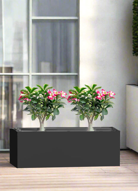 Desert Rose Duo in Rectangular Fiber Glass Planter (GRP) (60x30x30cm)