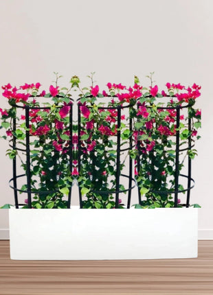 3 Bougainvillea Spectabilis  80 &#8211; 100cm in Grp Planter (100-30-30cm)