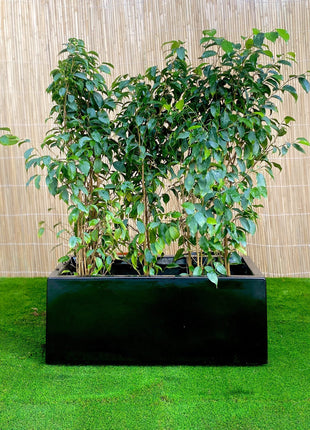 Ficus Banjamina Trio in Rectangular Fiber Glass Planter (GRP) (70x30x30cm)