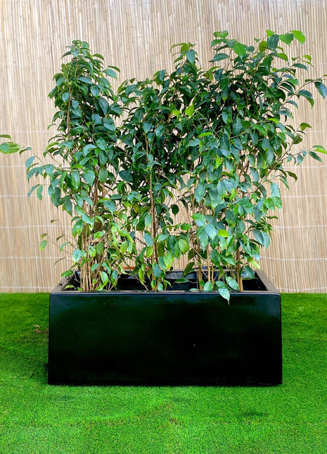 Ficus Banjamina Trio in Rectangular Fiber Glass Planter (GRP) (70x30x30cm)