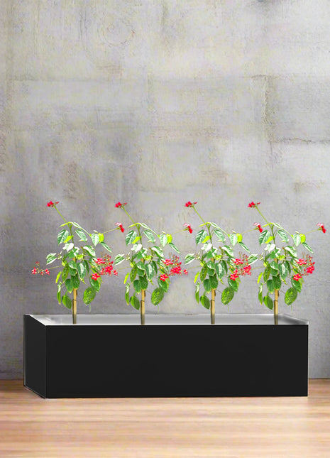 Four Jatropha in Rectangular Fiber Glass Planter (GRP) (70x30x30cm)