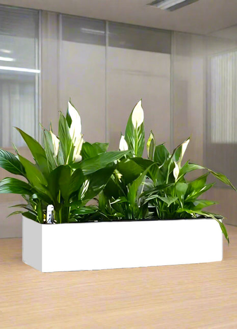 Peace Lily Indoor Trio in Fiber Glass Planter (GRP) (90x30x30cm)