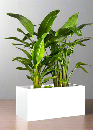 Bird of Paradise Pair Indoor in Fiber Glass Pot (GRP) (90-30-30cm)