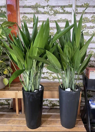 ASPIRADAS Bundle 1m to 1.2m Set of 2 Plants in Ceramic pots