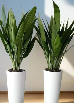 ASPIRADAS Bundle 1m to 1.2m Set of 2 Plants in Ceramic pots