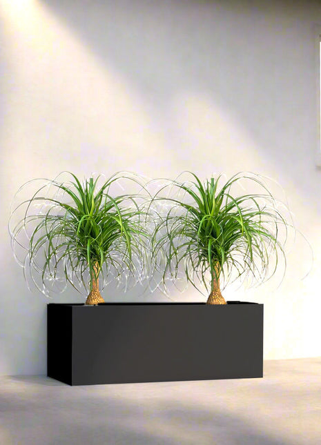 Ponytail Palm Indoor Pair in Rectangular Fiber Glass Planter (GRP) (60x30x30cm)
