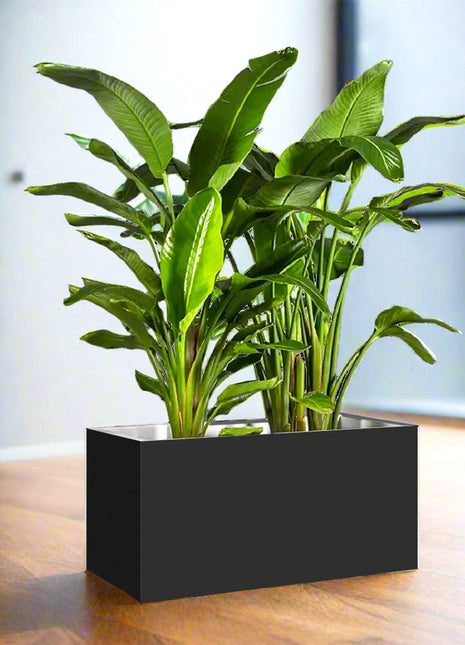 Bird of Paradise Pair Indoor in Fiber Glass Pot (GRP) (90-30-30cm)