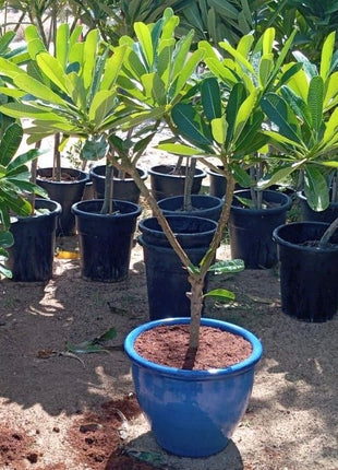 Plumeria Obtusa &#8220;Frangipani, The Temple Tree or Champa&#8221;
