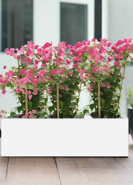 3 Bougainvillea Spectabilis  80 &#8211; 100cm in Grp Planter (100-30-30cm)