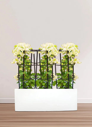 3 Bougainvillea Spectabilis  80 &#8211; 100cm in Grp Planter (100-30-30cm)