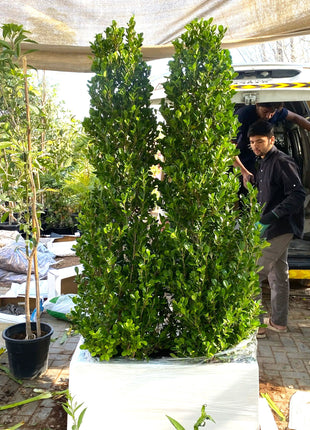 Ficus Cone 1.8- 2m in Fiber Glass Pot (GRP) (100x40x40)