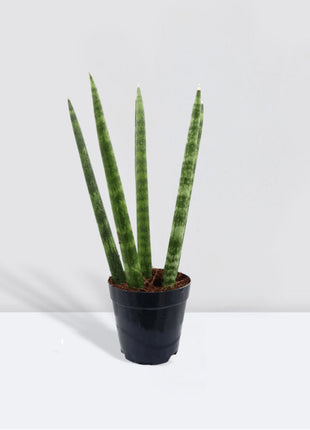 Sansevieria Desertii &#8220;Sansevieria Cylindrica Skyline