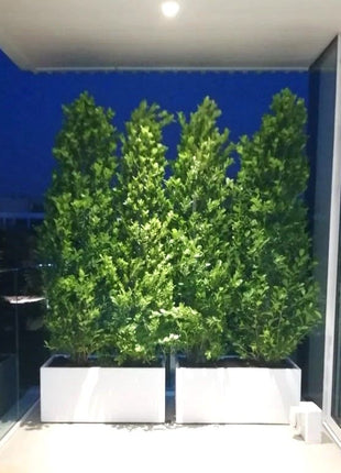 Ficus Cone 1.8- 2m in Fiber Glass Pot (GRP) (100x40x40)