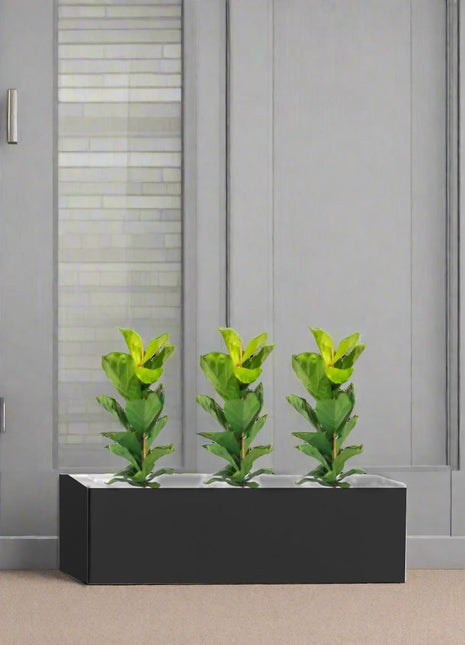 Ficus Lyrata Trio in Rectangular Fiber Glass Planter (GRP) (70x30x30cm)