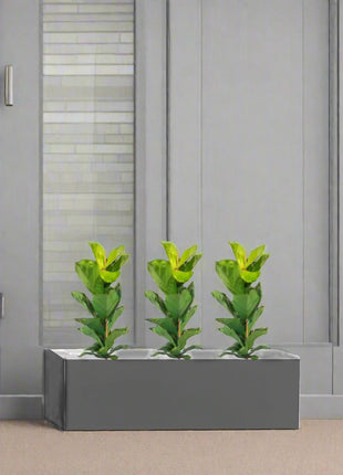 Ficus Lyrata Trio in Rectangular Fiber Glass Planter (GRP) (70x30x30cm)