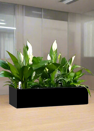 Peace Lily Indoor Trio in Fiber Glass Planter (GRP) (90x30x30cm)