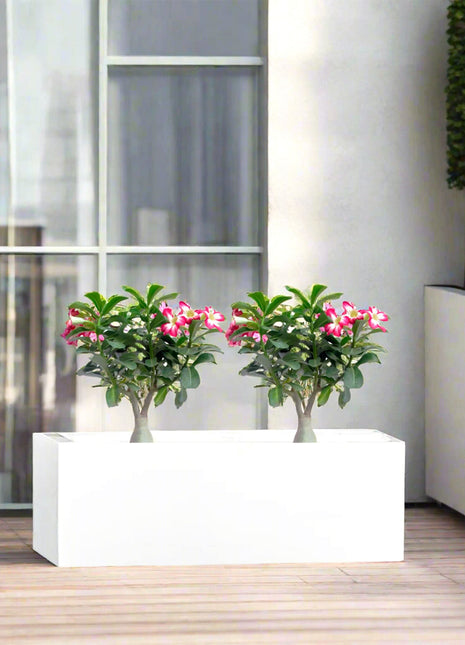 Desert Rose Duo in Rectangular Fiber Glass Planter (GRP) (60x30x30cm)