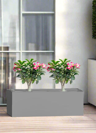 Desert Rose Duo in Rectangular Fiber Glass Planter (GRP) (60x30x30cm)