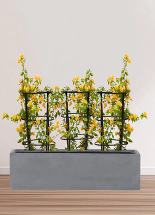 3 Bougainvillea Spectabilis  80 &#8211; 100cm in Grp Planter (100-30-30cm)