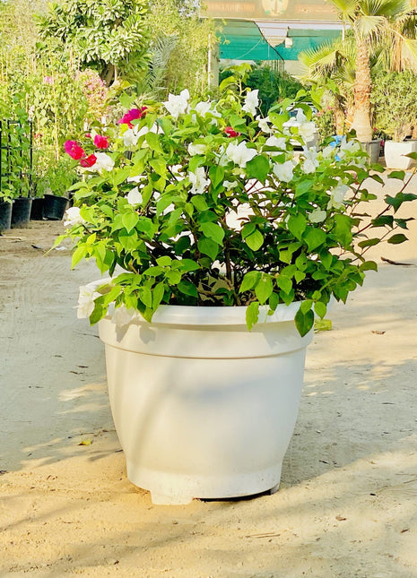 Bougainvillea White Mix in 20&#8243; Cosmoplast Round Pot