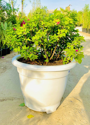 Bougainvillea Pink Pixie in 20&#8243; Cosmoplast Round Pot