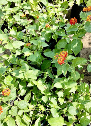 Lantana Camara &#8220;Red Sage&#8221;  30-40cm