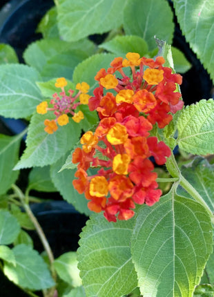 Lantana Camara &#8220;Red Sage&#8221;  30-40cm