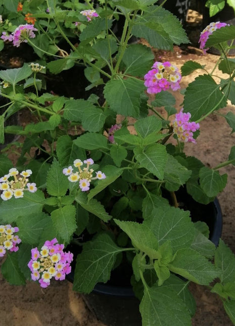 Lantana Camara, Pinkmound, West Indian Lantana 30-40cm