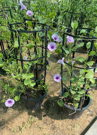 Ipomoea pes-caprae, Railroad Vine or Railway Creeper