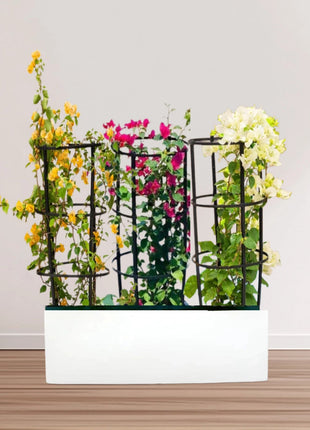 3 Bougainvillea Spectabilis  80 &#8211; 100cm in Grp Planter (100-30-30cm)