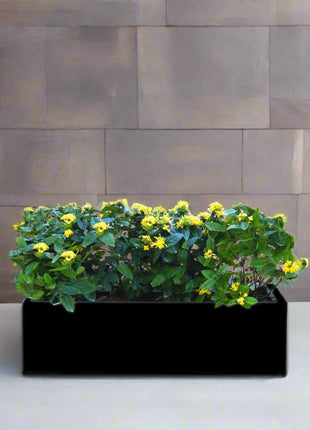 Ixora Coccinea in Rectangular Fiber Glass Planter  (GRP) (100x30x30cm)