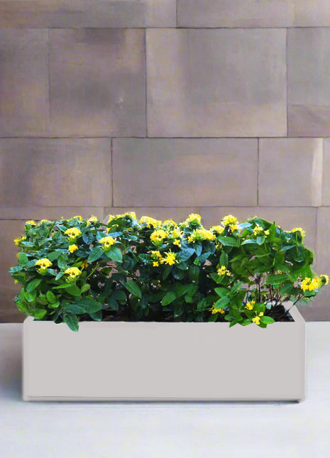 Ixora Coccinea in Rectangular Fiber Glass Planter  (GRP) (100x30x30cm)