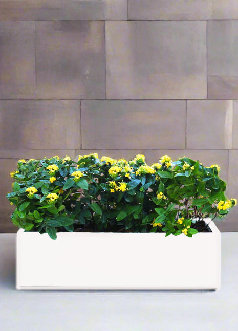 Ixora Coccinea in Rectangular Fiber Glass Planter  (GRP) (100x30x30cm)