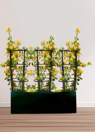 3 Bougainvillea Spectabilis  80 &#8211; 100cm in Grp Planter (100-30-30cm)