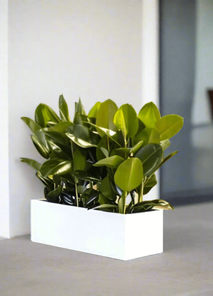Rubber Plant Indoor or Ficus Elastica Trio in Rectangular Fiber Glass Planter (GRP) (90x30x30cm)